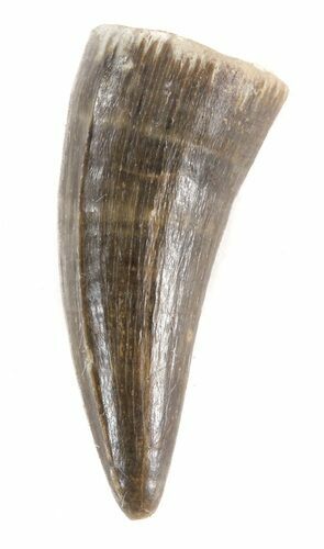 Plesiosaur Tooth - North Sulfur River, Texas #42446